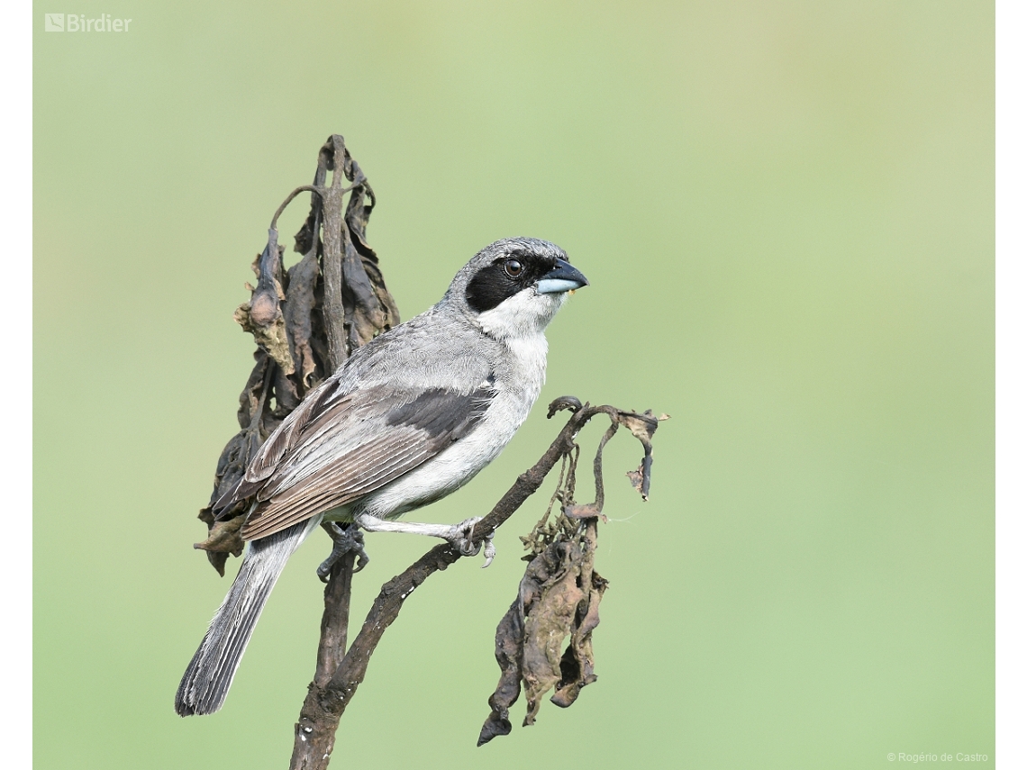 Neothraupis fasciata