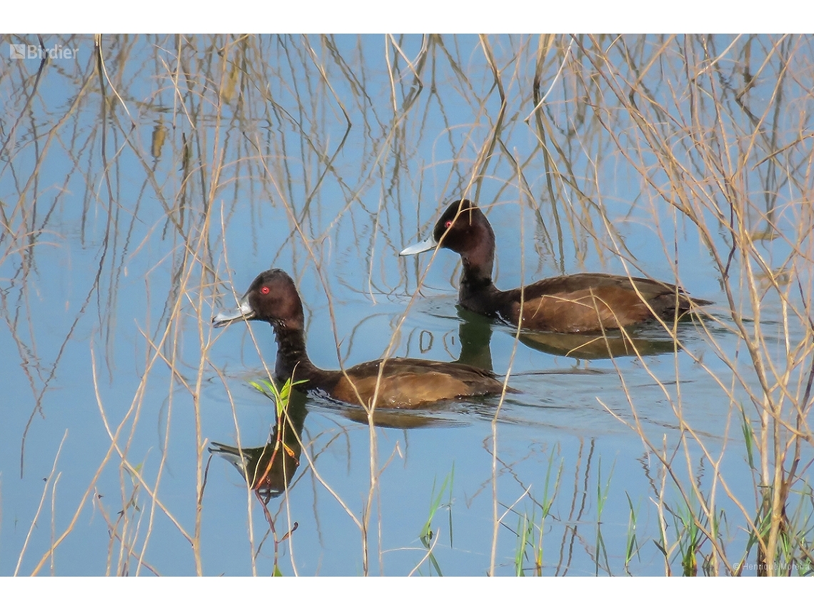 Netta erythrophthalma