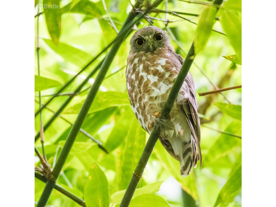 Ninox scutulata