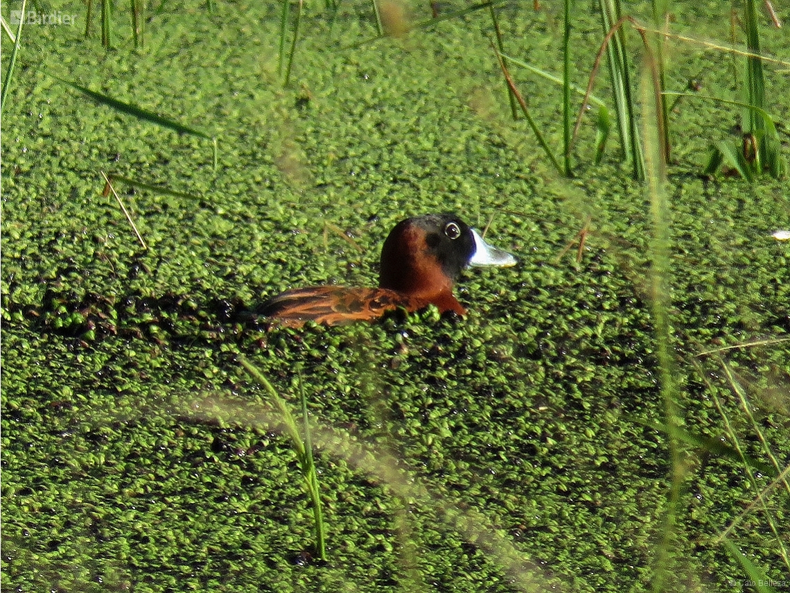 Nomonyx dominicus