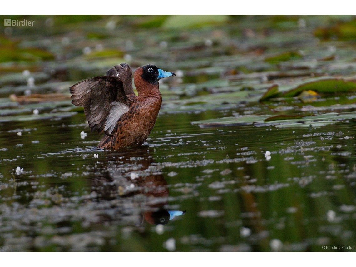 Nomonyx dominicus