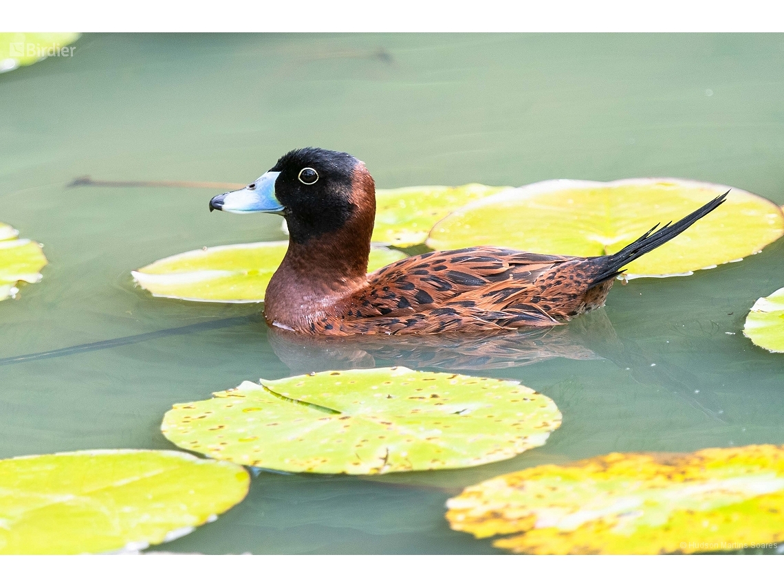 Nomonyx dominicus