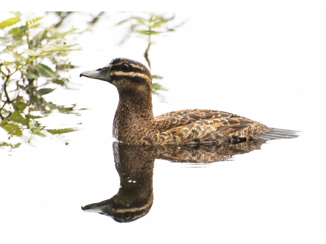 Nomonyx dominicus
