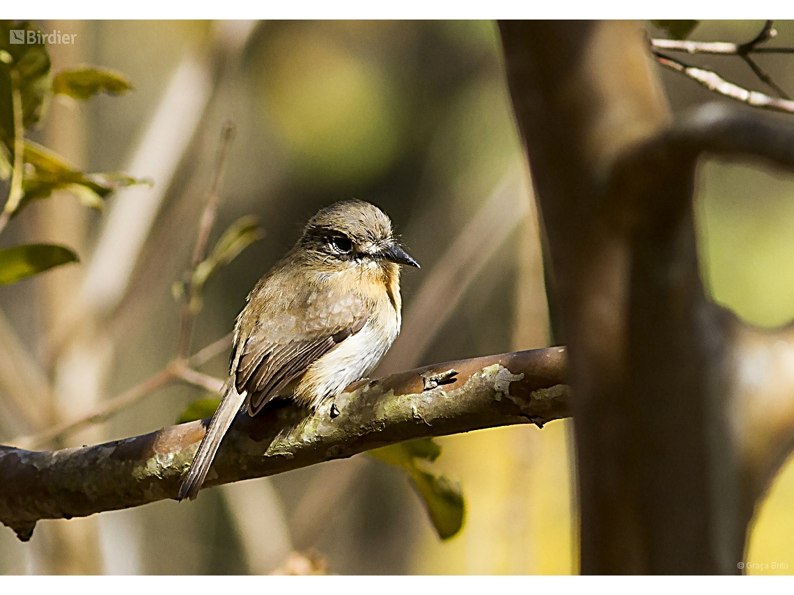 Nonnula rubecula