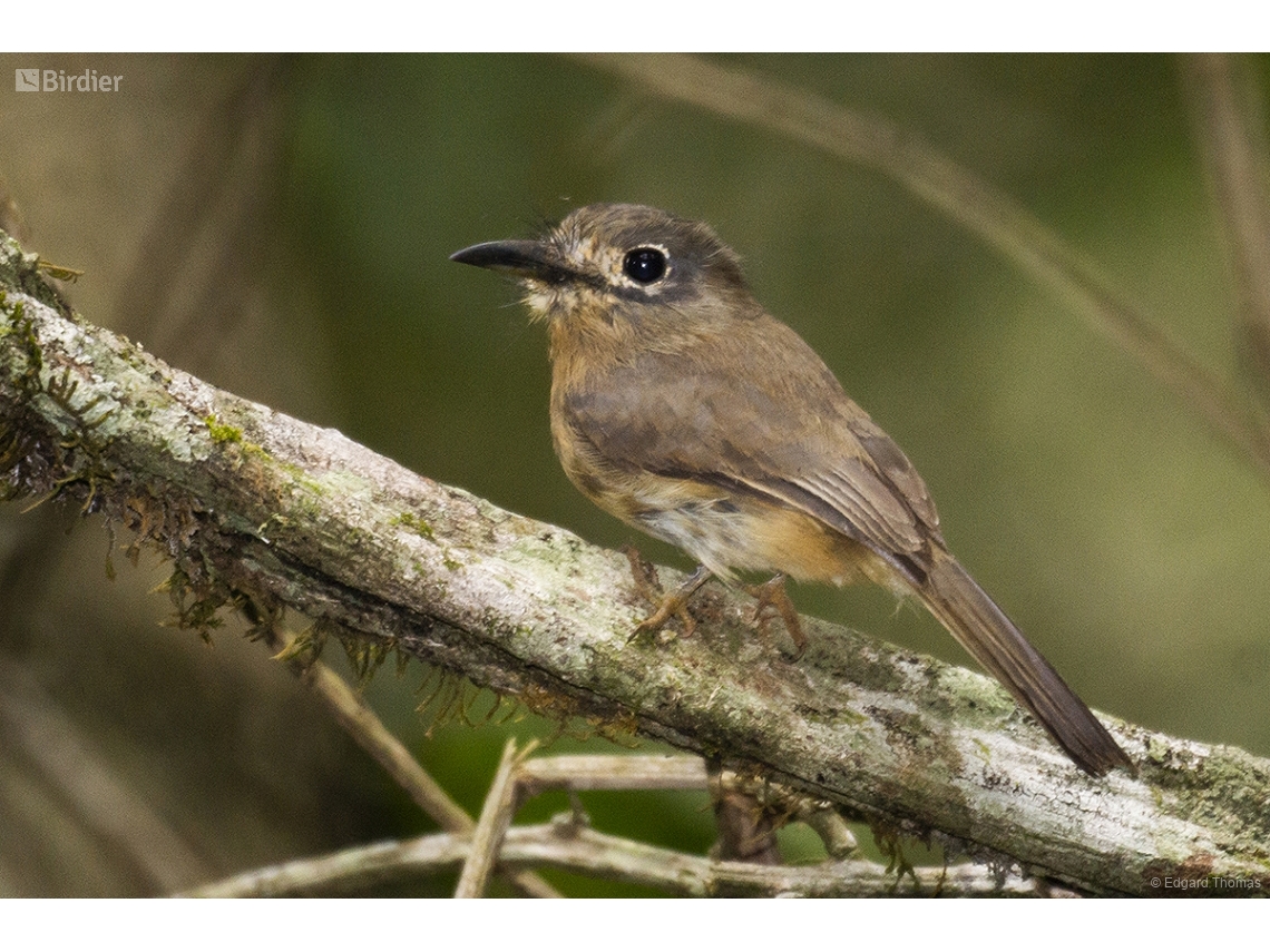 Nonnula rubecula