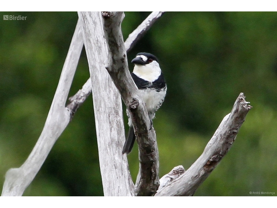 Notharchus macrorhynchos