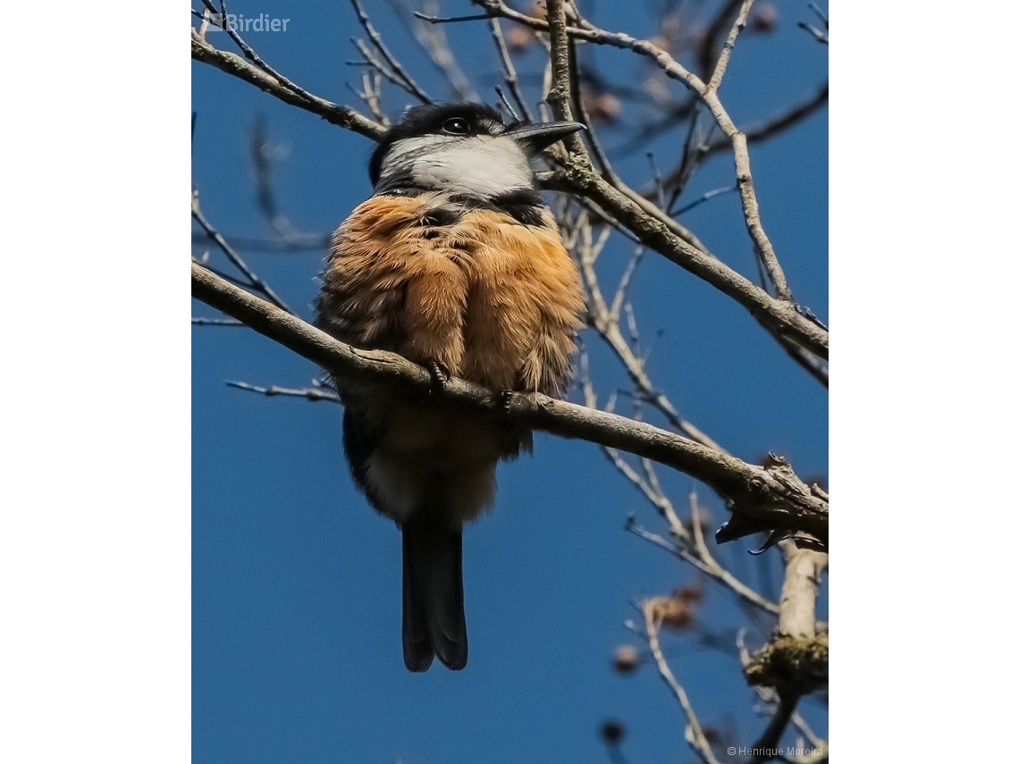 Notharchus swainsoni