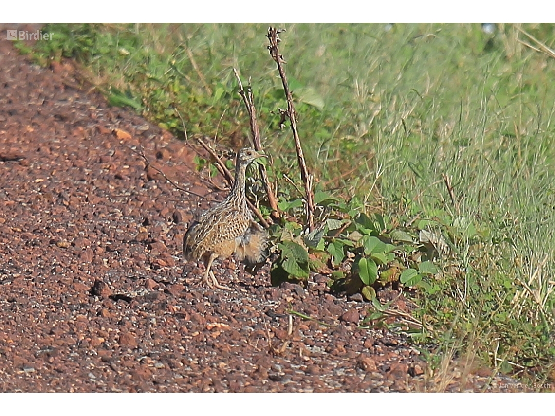 Nothura maculosa