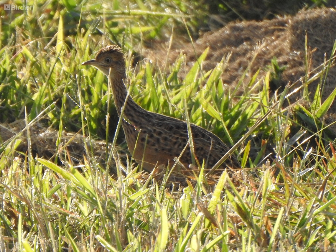 Nothura maculosa