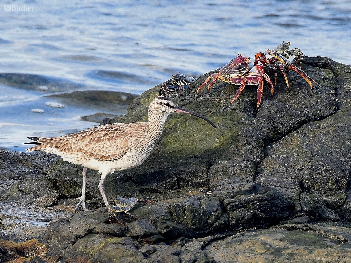 Numenius phaeopus