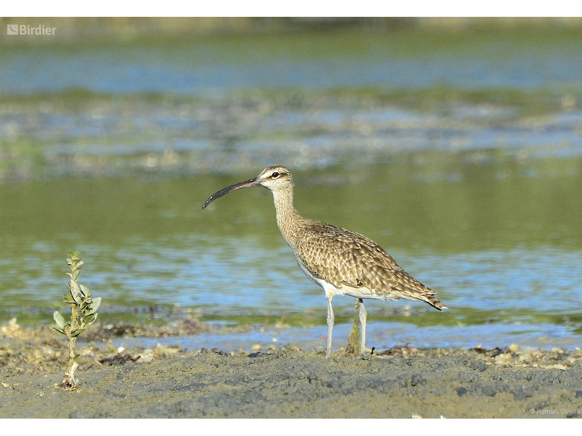 Numenius phaeopus