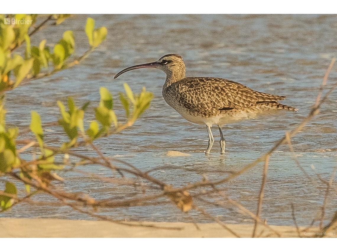 Numenius phaeopus