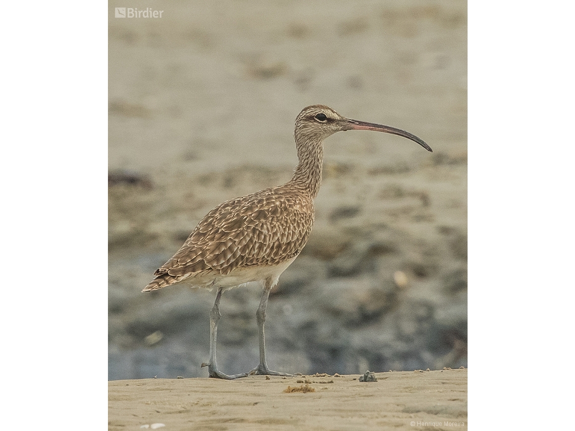 Numenius hudsonicus