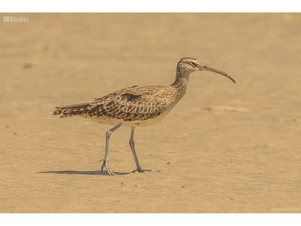 Numenius phaeopus