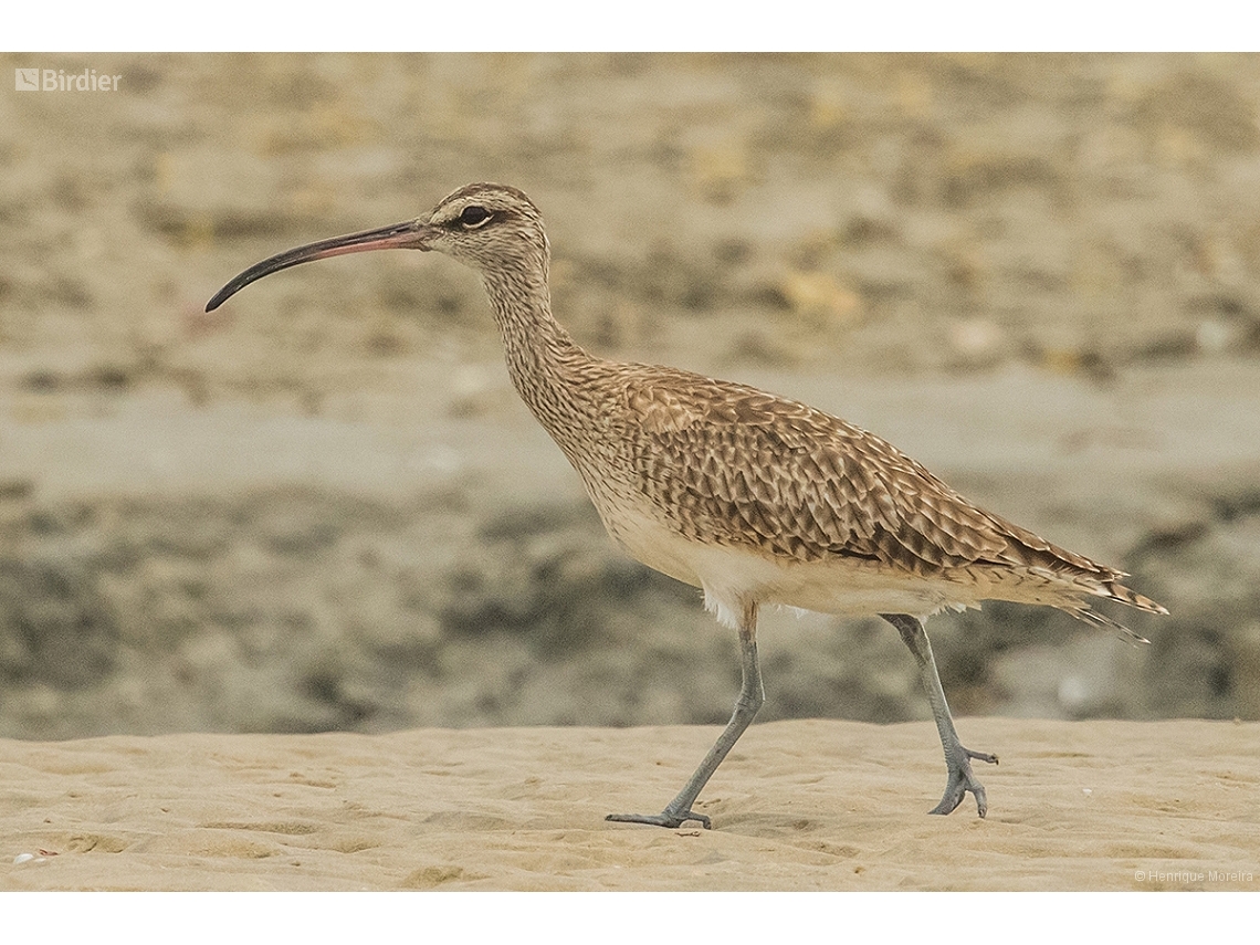 Numenius phaeopus