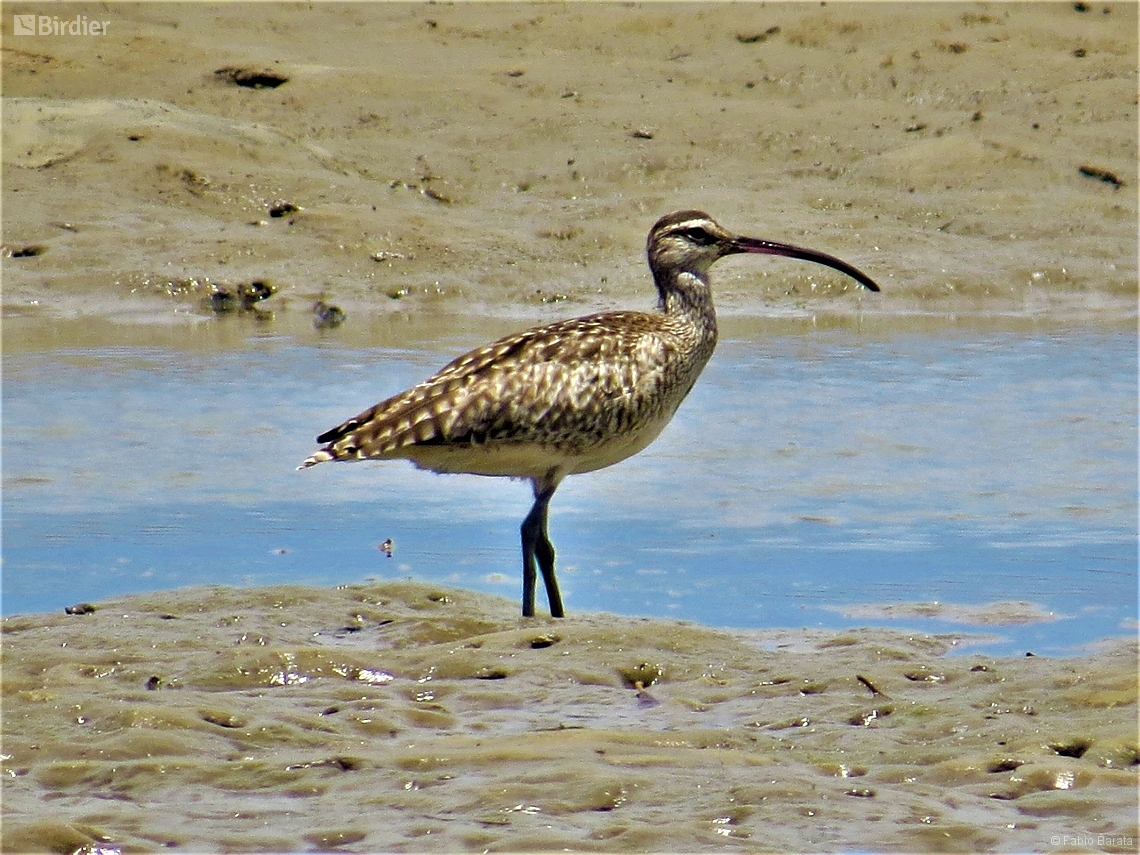 Numenius phaeopus