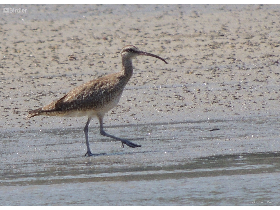 Numenius phaeopus