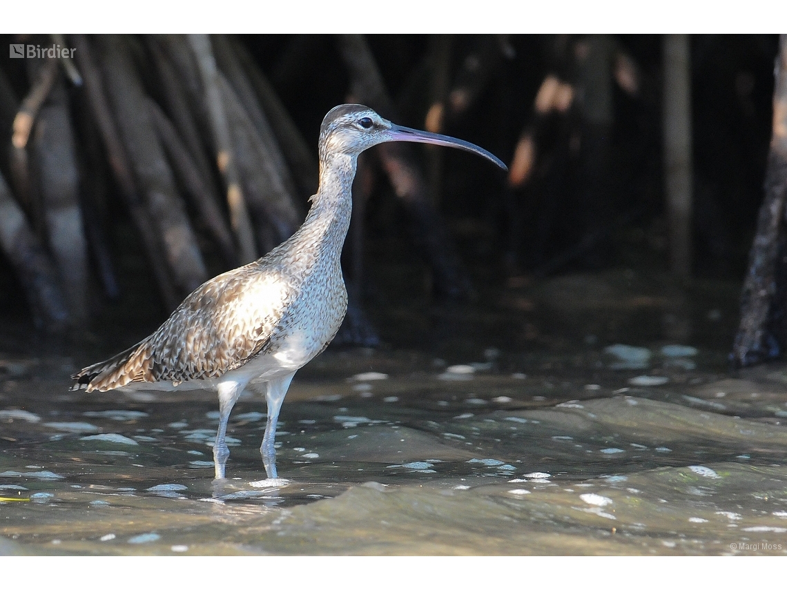 Numenius phaeopus