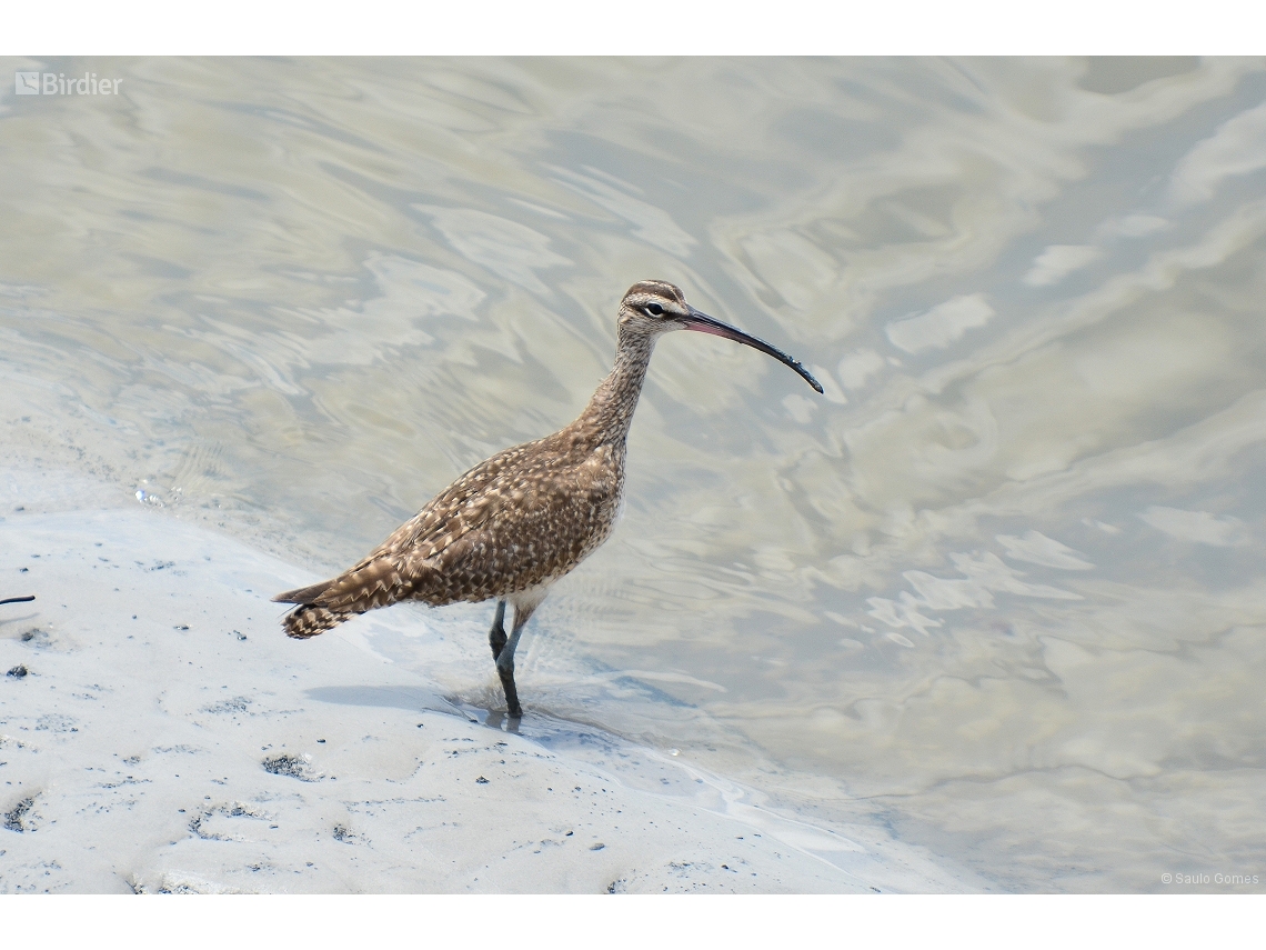 Numenius phaeopus