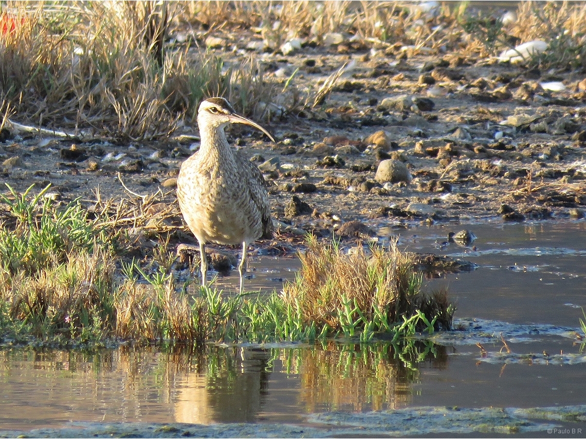 Numenius phaeopus