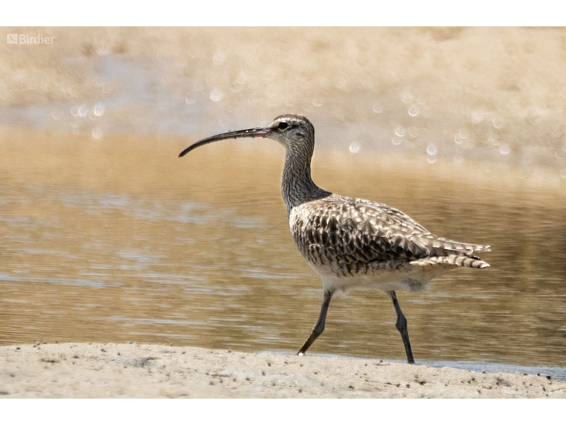 Numenius phaeopus