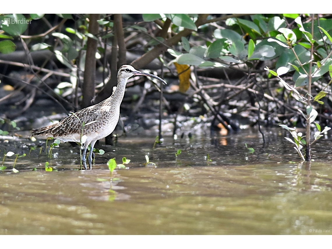 Numenius phaeopus