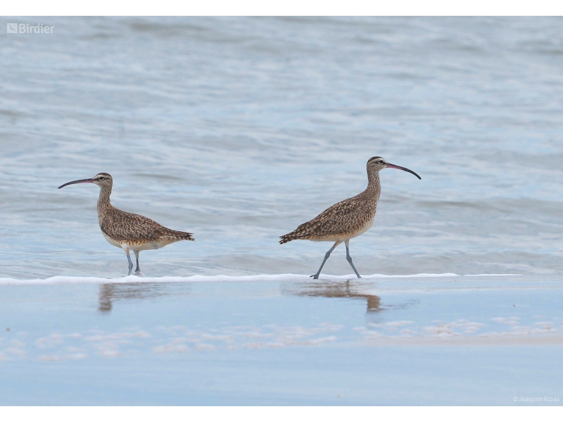 Numenius phaeopus