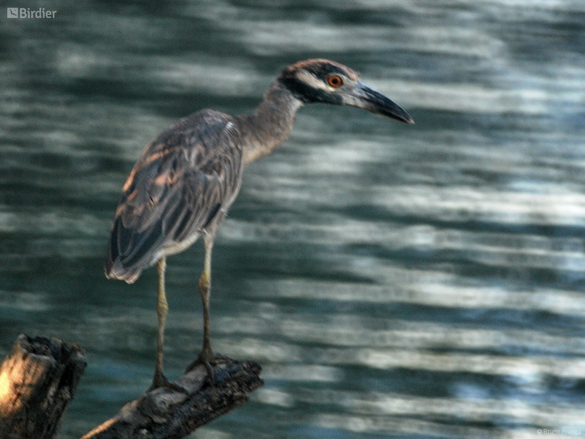 Nyctanassa violacea