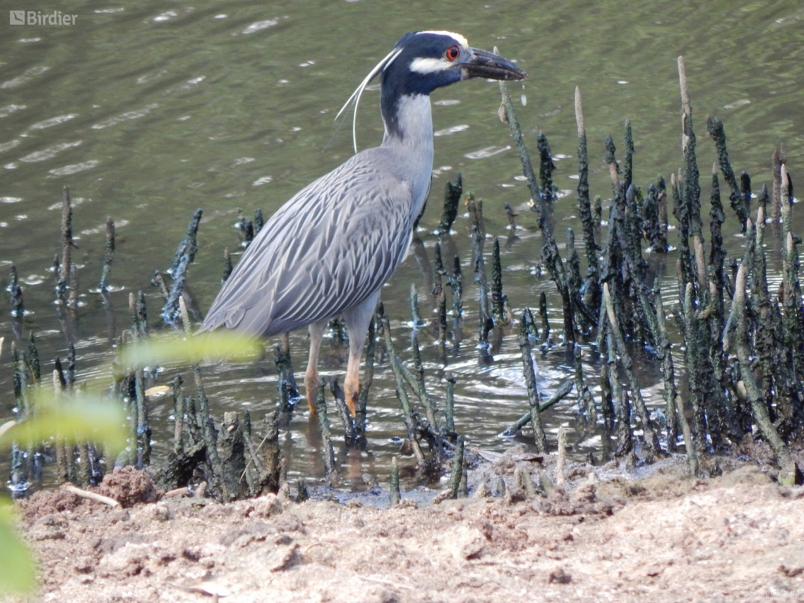 Nyctanassa violacea