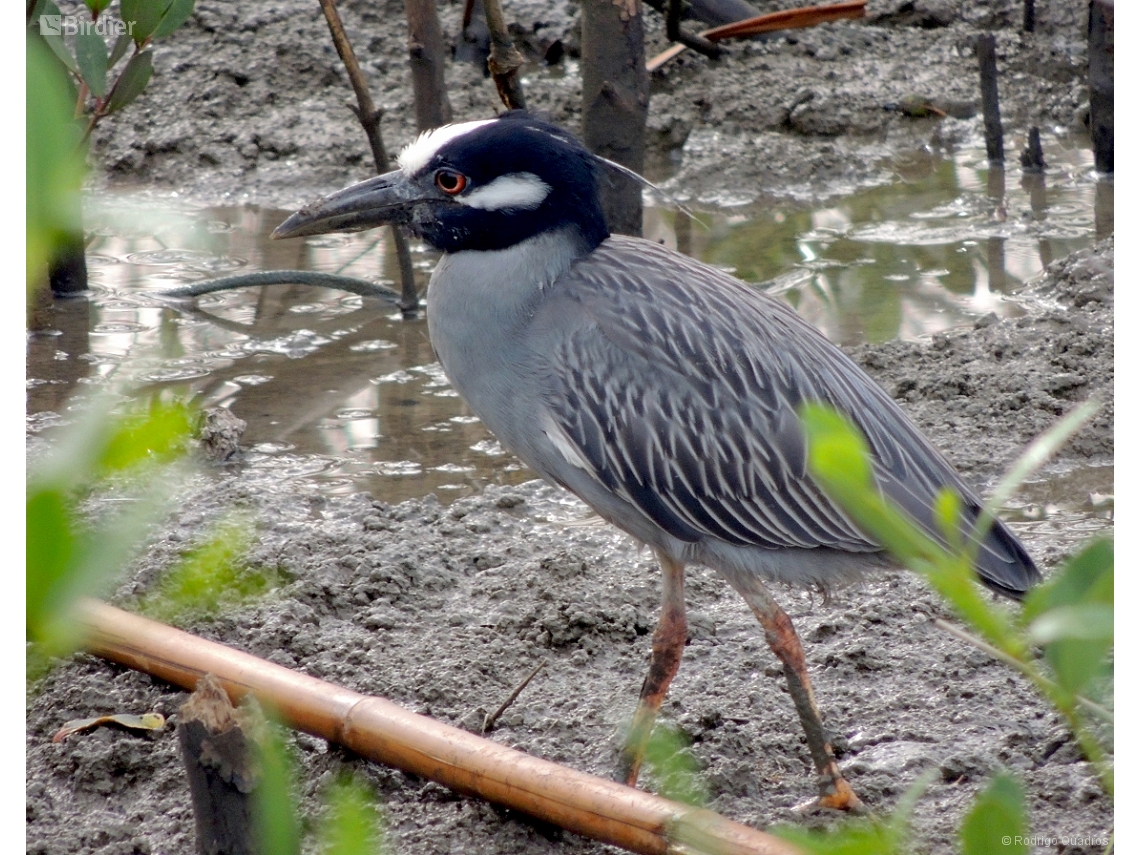 Nyctanassa violacea