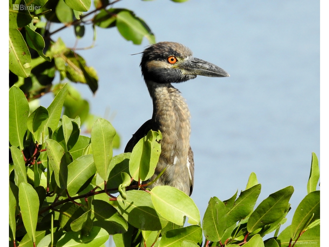 Nyctanassa violacea