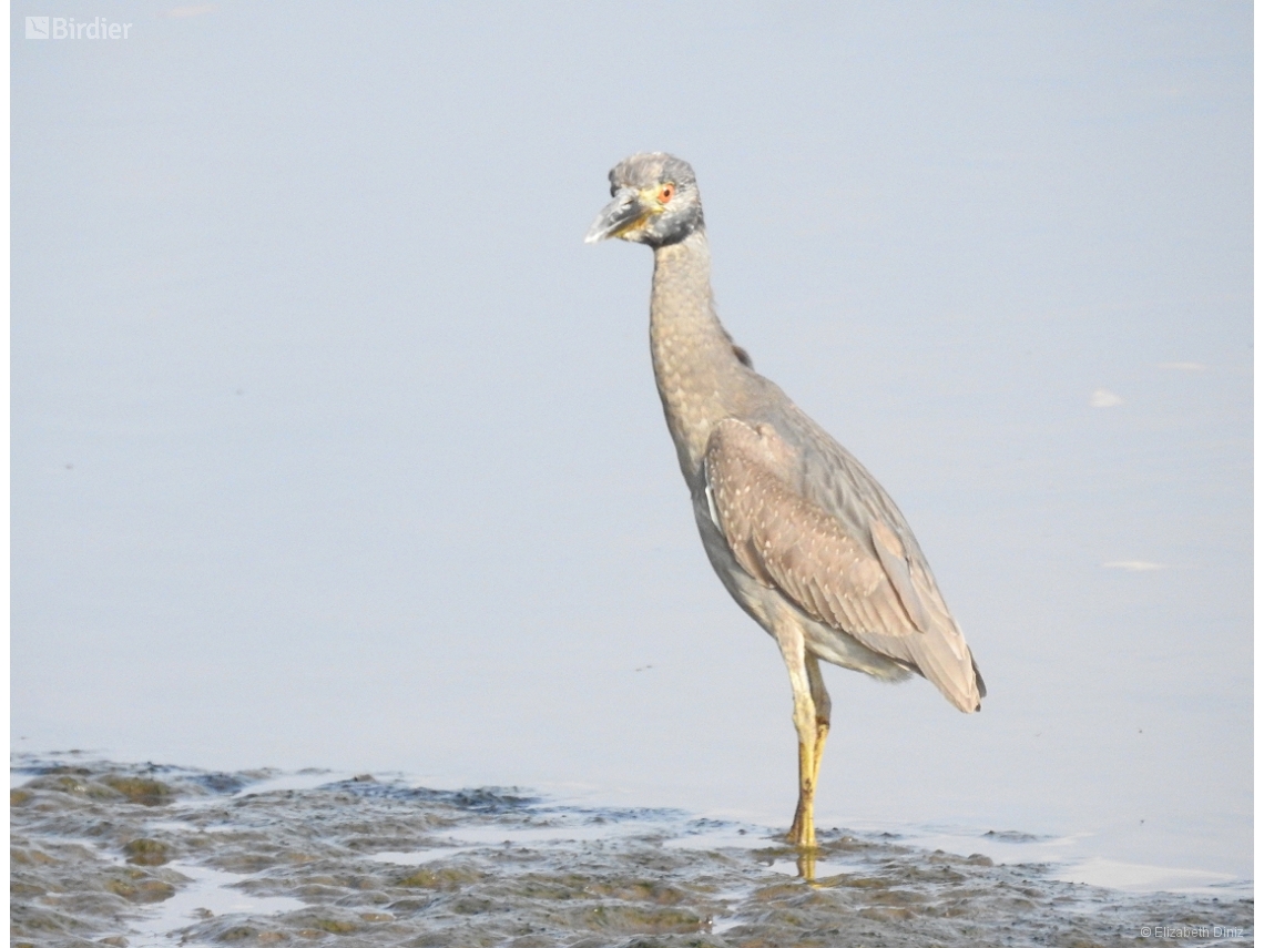 Nyctanassa violacea