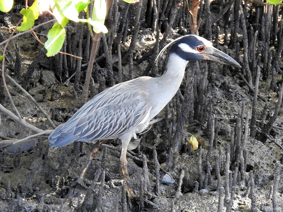 Nyctanassa violacea