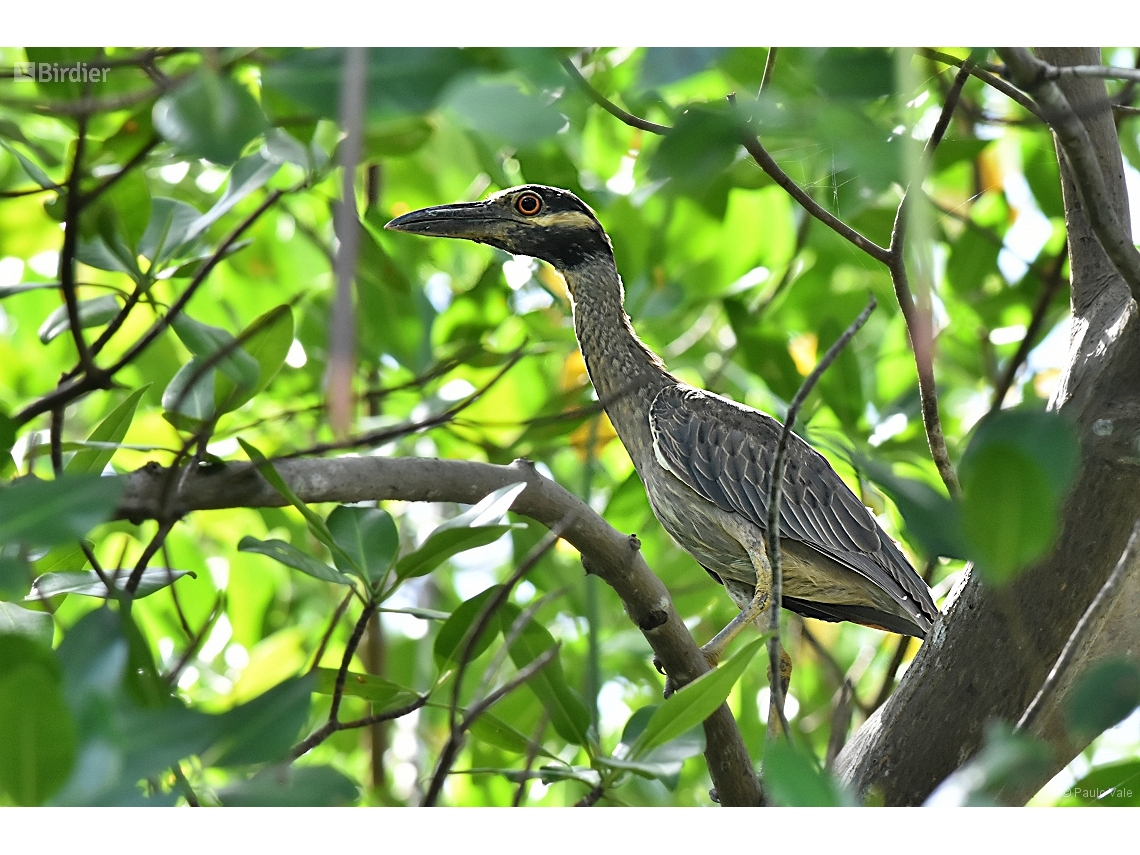 Nyctanassa violacea