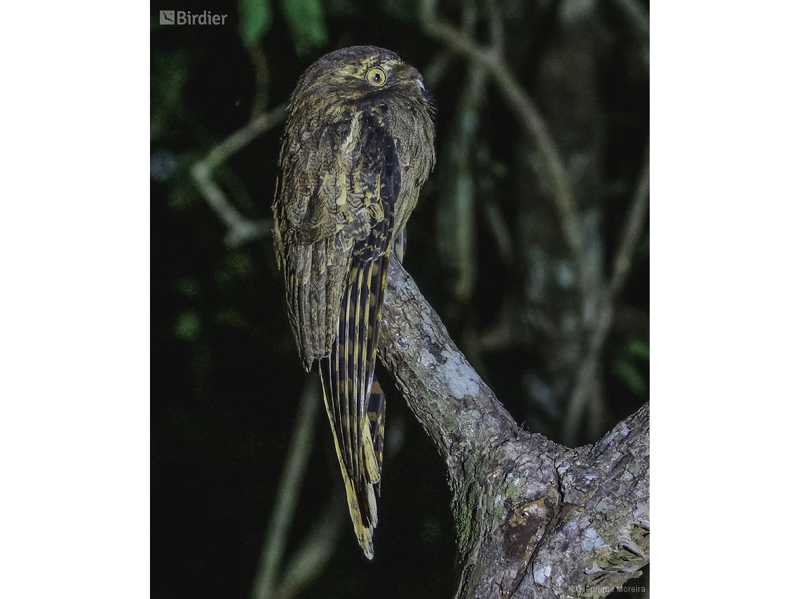 Nyctibius aethereus