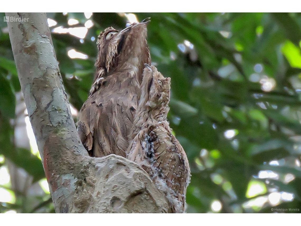 Nyctibius aethereus