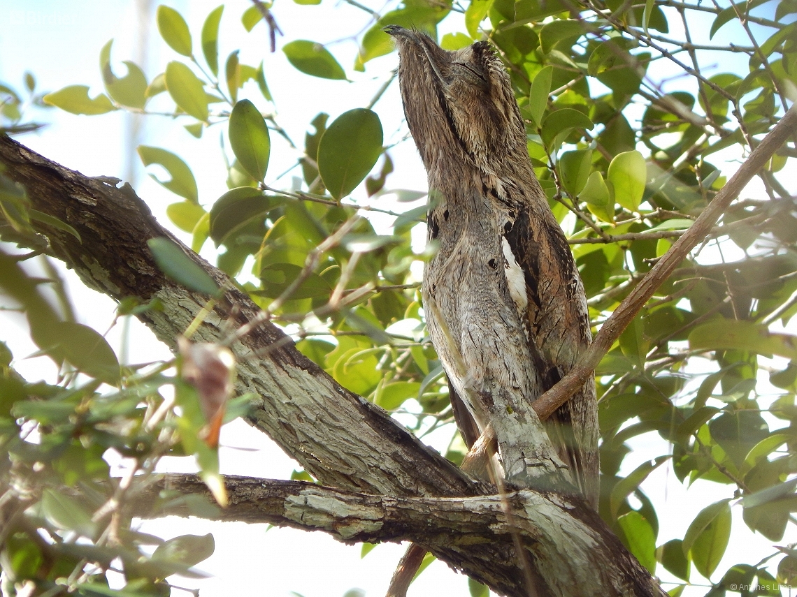 Nyctibius aethereus