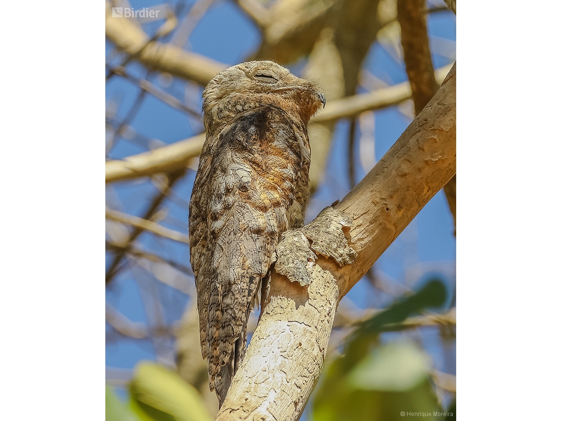 Nyctibius grandis