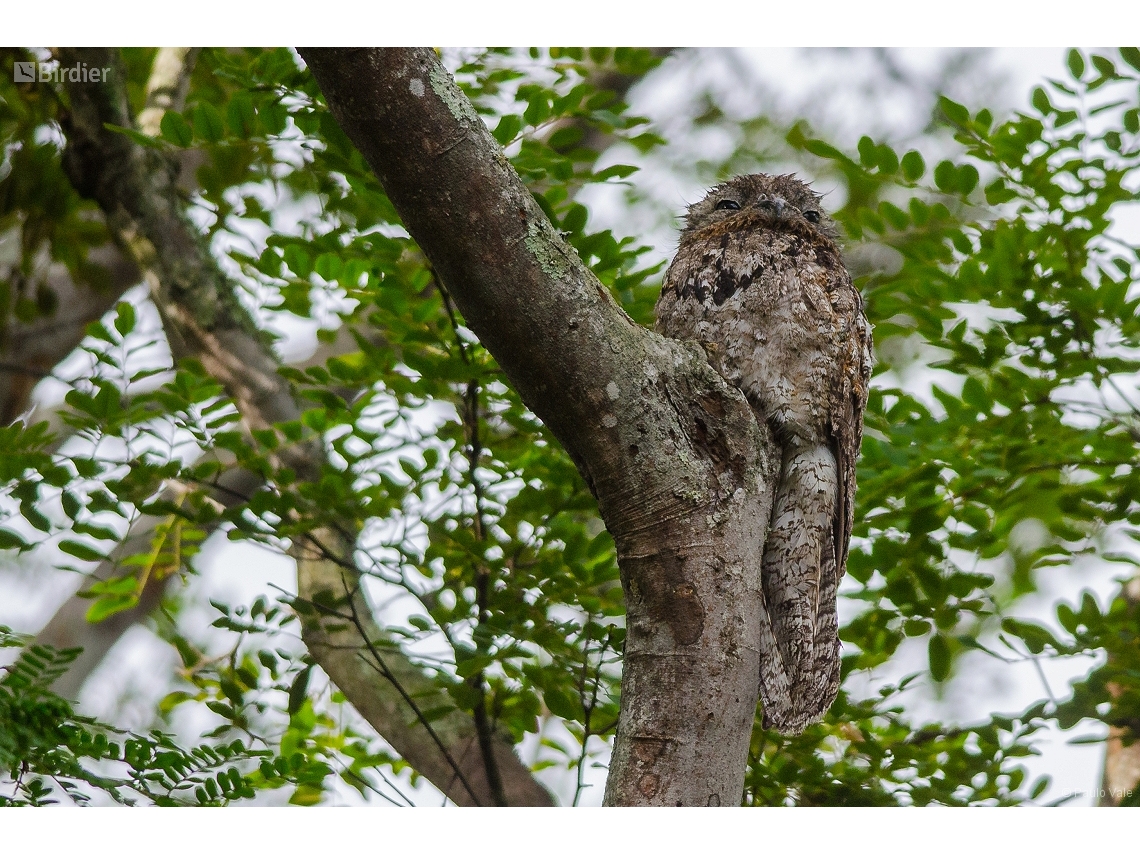Nyctibius grandis