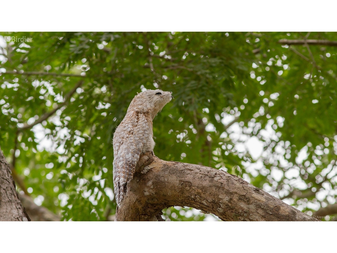 Nyctibius grandis