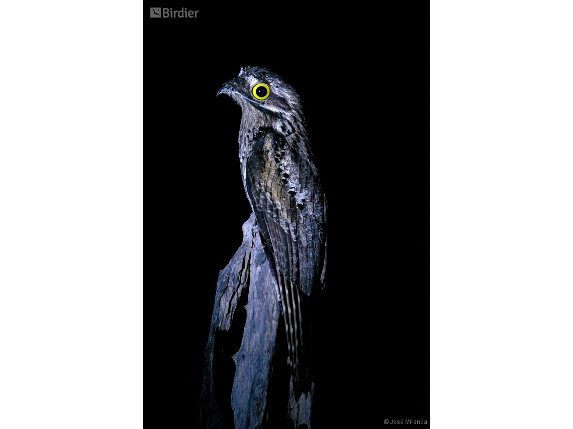 Nyctibius griseus