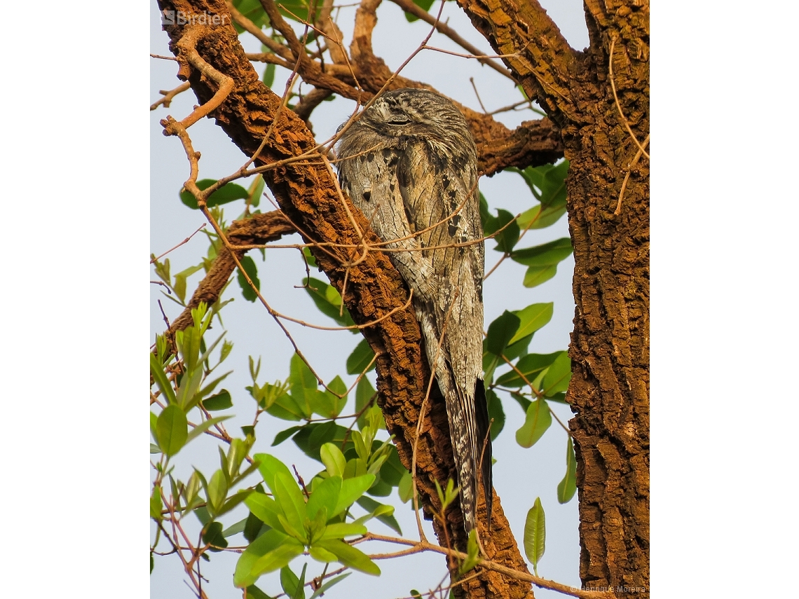 Nyctibius griseus