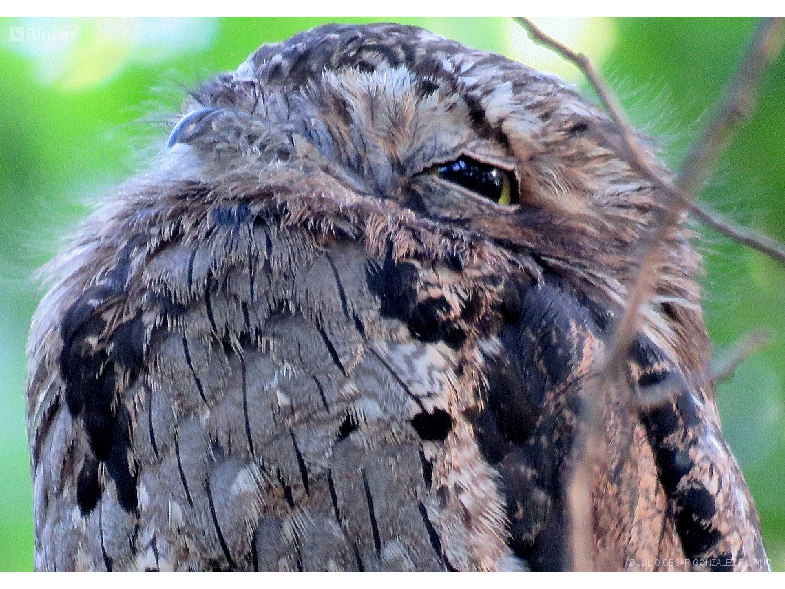 Nyctibius griseus