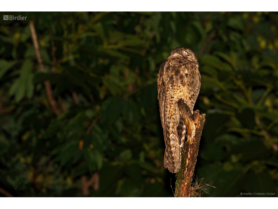 Nyctibius griseus