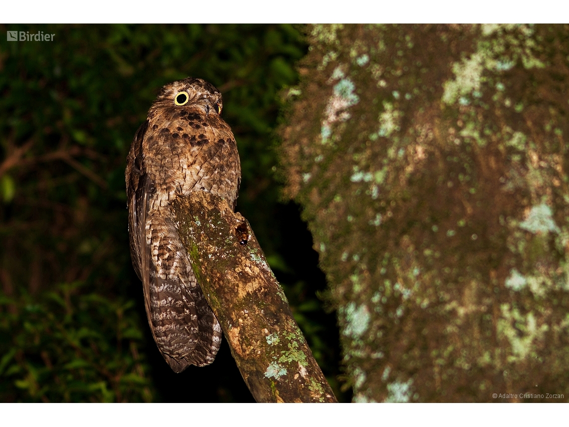 Nyctibius griseus