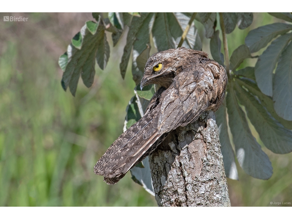 Nyctibius griseus