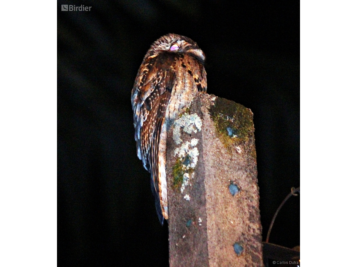 Nyctibius griseus