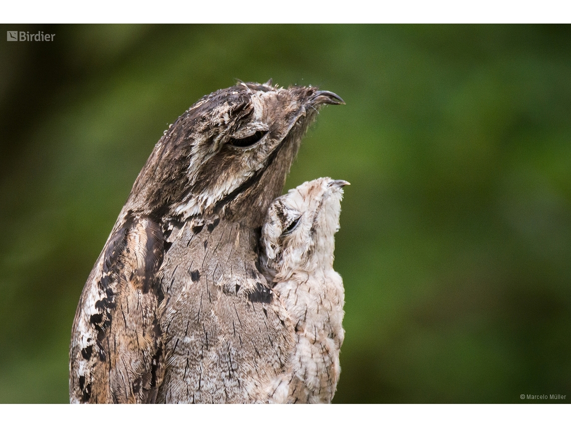 Nyctibius griseus