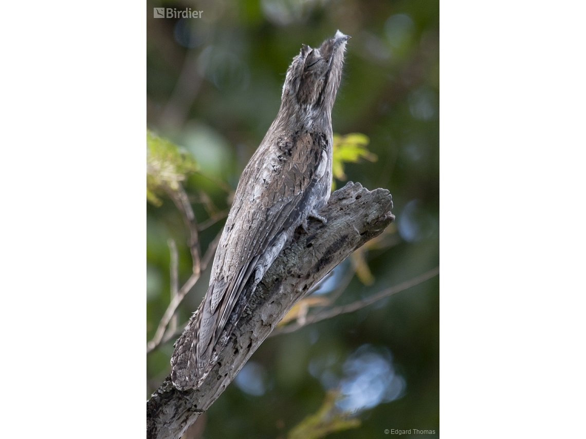 Nyctibius griseus