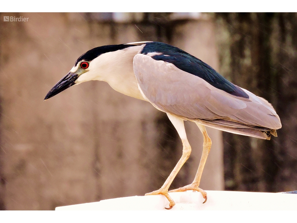 Nycticorax nycticorax